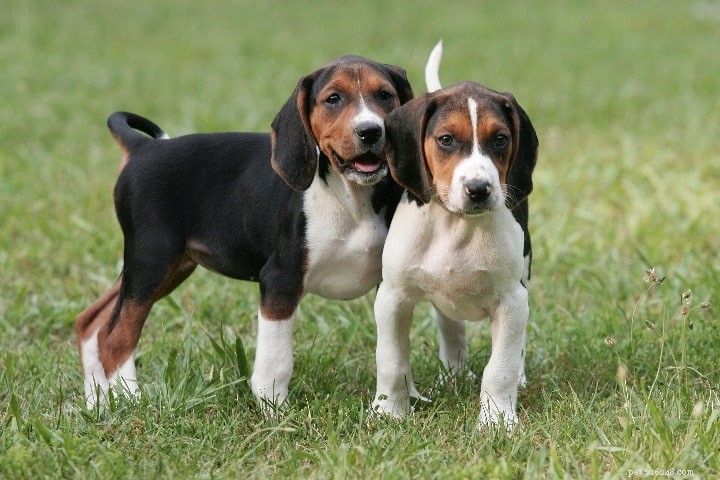 Treeing Walker Coonhound: Breed Overview & Key Traits