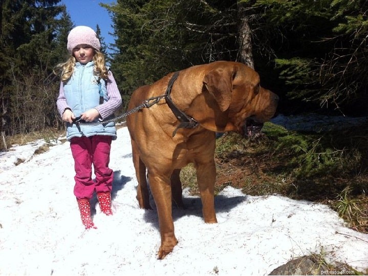 Tosa Dog: Origin, Traits & Care Guide