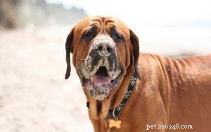 Tosa Dog: Origin, Traits & Care Guide
