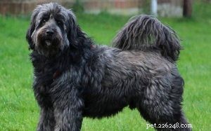 Tibetan Terrier: Breed Profile, Care, & Companion Traits