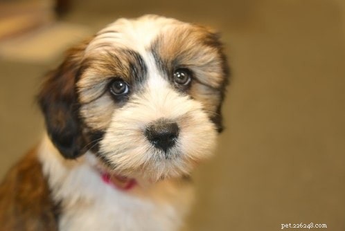 Tibetan Terrier: Breed Profile, Care, & Companion Traits