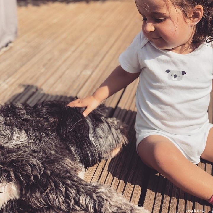 Tibetan Terrier: Breed Profile, Care, & Companion Traits