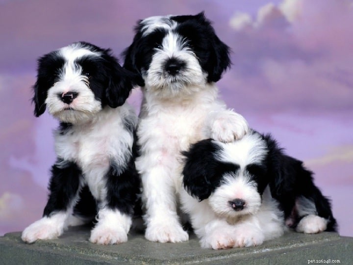 Tibetan Terrier: Breed Profile, Care, & Companion Traits