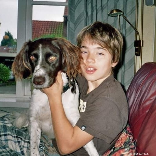 Munsterlander Dog Breed Overview: Origin, Traits, and Care