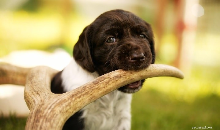 Munsterlander Dog Breed Overview: Origin, Traits, and Care