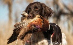 Munsterlander Dog Breed Overview: Origin, Traits, and Care