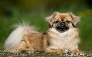 Tibetan Spaniel Dog Breed Guide: Origin, Traits, and Care