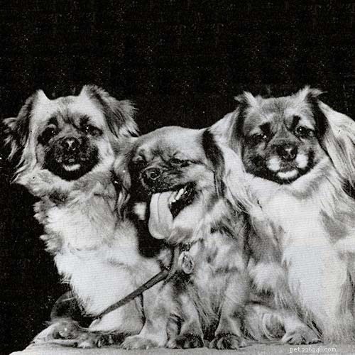 Tibetan Spaniel Dog Breed Guide: Origin, Traits, and Care