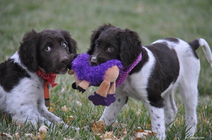 Munsterlander Dog Breed Overview: Origin, Traits, and Care