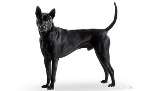 Thai Ridgeback: The Elegant Thai Sighthound – Origin, Traits & Care