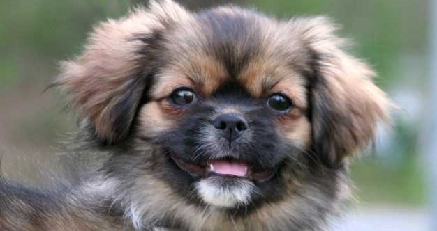 Tibetan Spaniel Dog Breed Guide: Origin, Traits, and Care