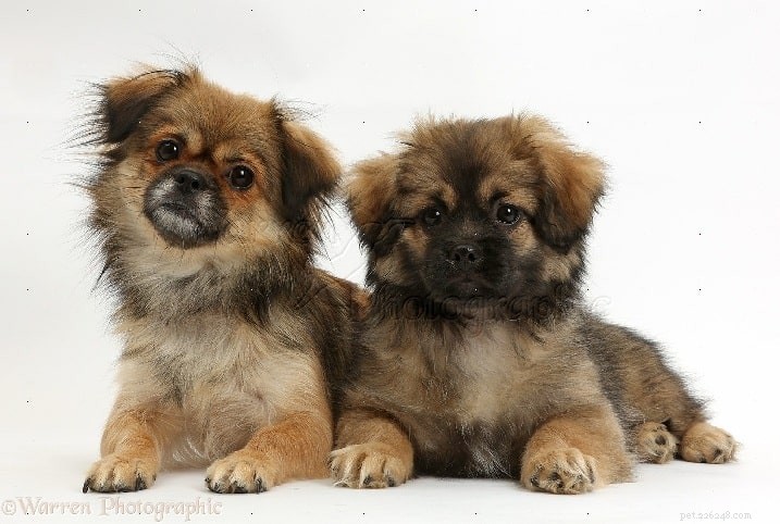 Tibetan Spaniel Dog Breed Guide: Origin, Traits, and Care