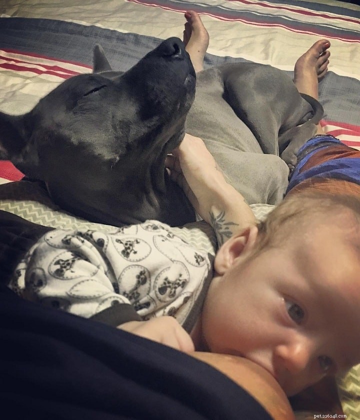 Thai Ridgeback: The Elegant Thai Sighthound – Origin, Traits & Care