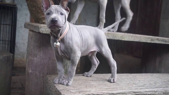 Thai Ridgeback: The Elegant Thai Sighthound – Origin, Traits & Care