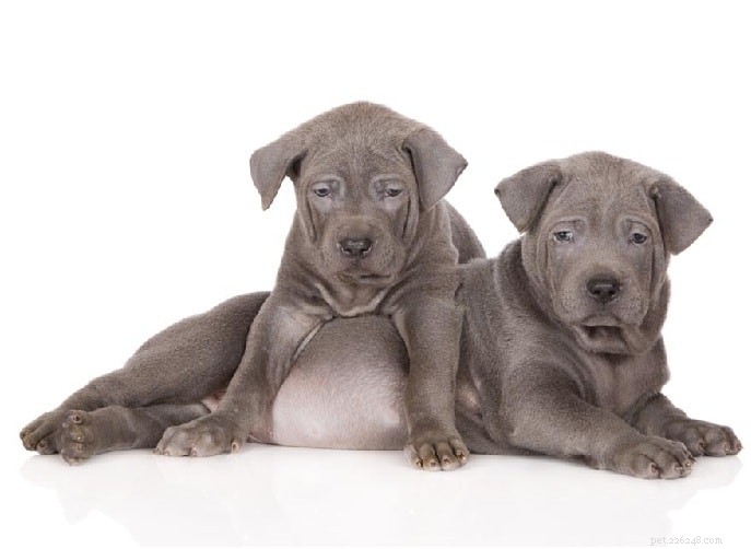 Thai Ridgeback: The Elegant Thai Sighthound – Origin, Traits & Care