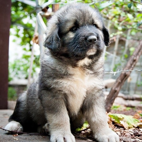 Yugoslavian Shepherd Dog: Characteristics, Care, and Ideal Living Conditions