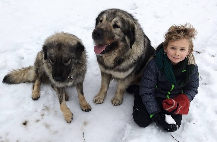 Yugoslavian Shepherd Dog: Characteristics, Care, and Ideal Living Conditions