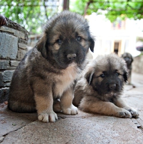 Yugoslavian Shepherd Dog: Characteristics, Care, and Ideal Living Conditions