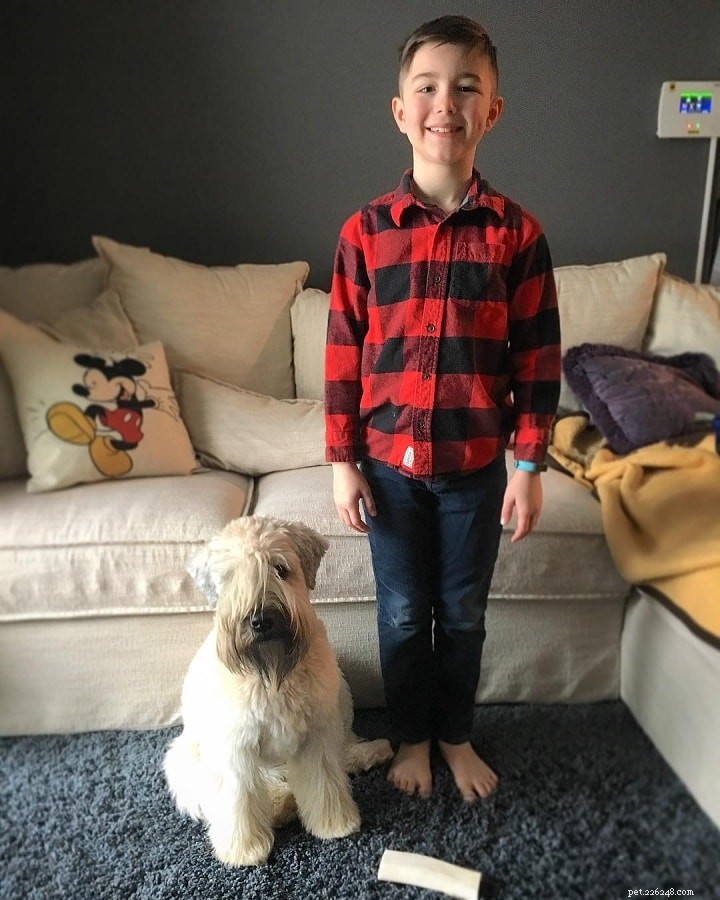 Soft‑Coated Wheaten Terrier: Expert Breed Guide – Origin, Traits, Care