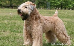 Soft‑Coated Wheaten Terrier: Expert Breed Guide – Origin, Traits, Care