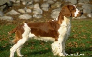 Welsh Springer Spaniel: Key Facts & Characteristics