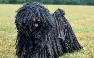 Puli Dog: Comprehensive Breed Profile & Care Guide