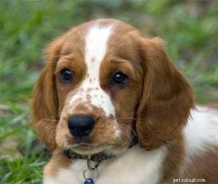 Welsh Springer Spaniel: Key Facts & Characteristics