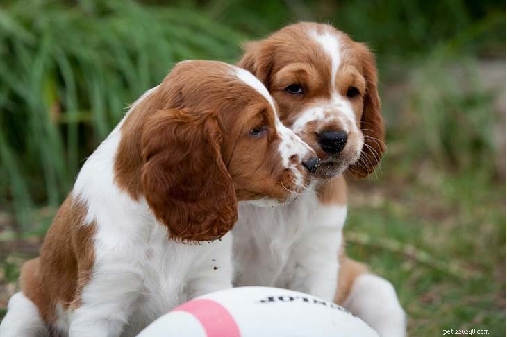 Welsh Springer Spaniel: Key Facts & Characteristics