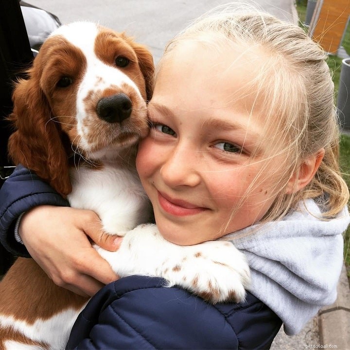 Welsh Springer Spaniel: Key Facts & Characteristics