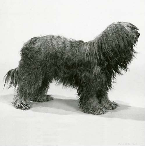 Puli Dog: Comprehensive Breed Profile & Care Guide