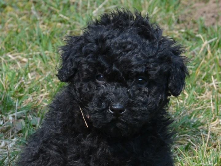 Puli Dog: Comprehensive Breed Profile & Care Guide