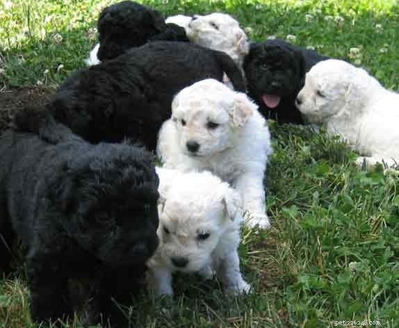 Puli Dog: Comprehensive Breed Profile & Care Guide