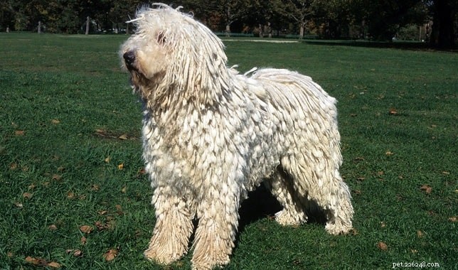 Puli Dog: Comprehensive Breed Profile & Care Guide