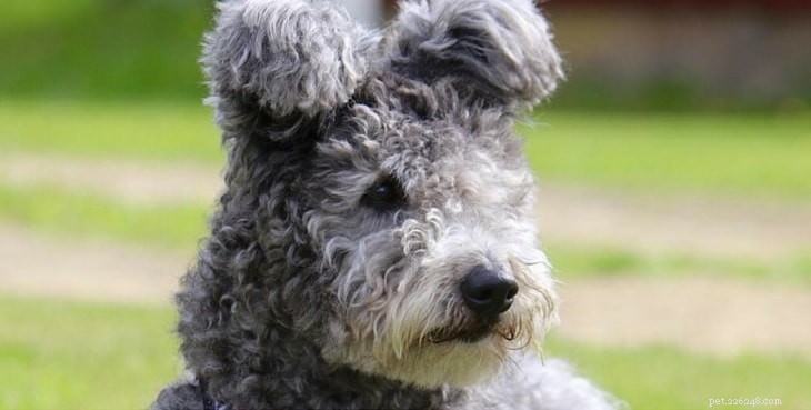 Puli Dog: Comprehensive Breed Profile & Care Guide