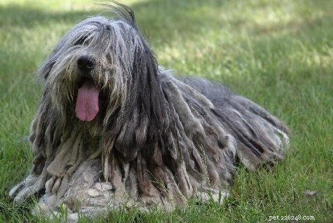 Puli Dog: Comprehensive Breed Profile & Care Guide