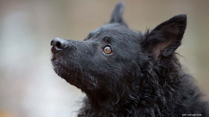 Puli Dog: Comprehensive Breed Profile & Care Guide