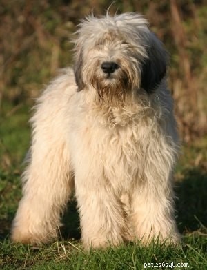 Puli Dog: Comprehensive Breed Profile & Care Guide