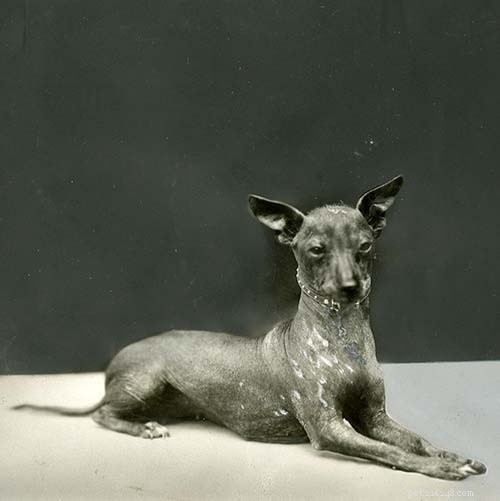 Xoloitzcuintli Dog: Comprehensive Breed Guide & Facts