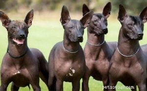 Xoloitzcuintli Dog: Comprehensive Breed Guide & Facts