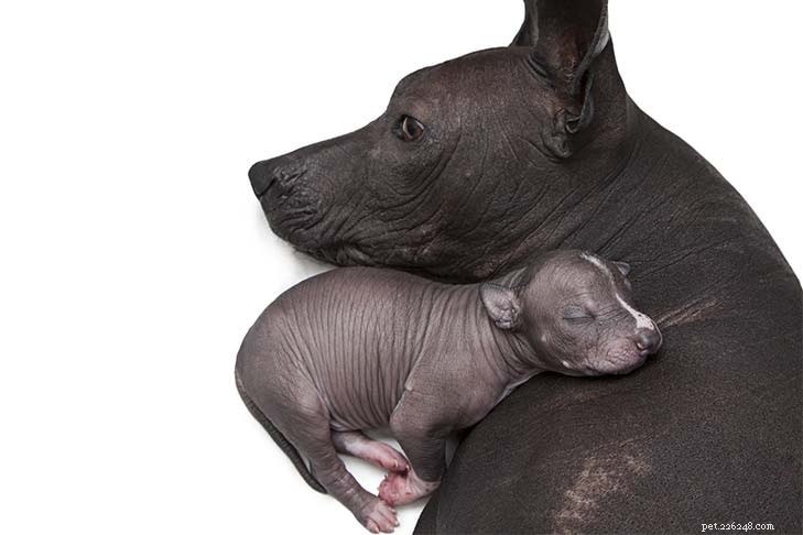 Xoloitzcuintli Dog: Comprehensive Breed Guide & Facts