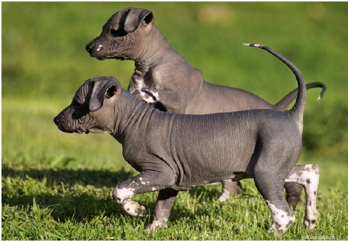 Xoloitzcuintli Dog: Comprehensive Breed Guide & Facts