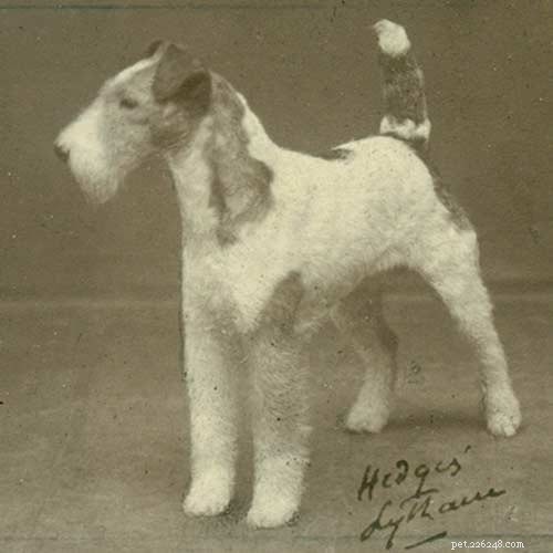 Wire Fox Terrier: Comprehensive Breed Guide