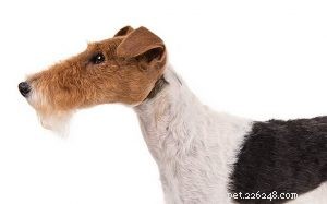 Wire Fox Terrier: Comprehensive Breed Guide