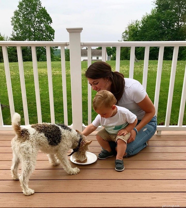 Wire Fox Terrier: Comprehensive Breed Guide