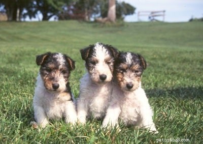 Wire Fox Terrier: Comprehensive Breed Guide