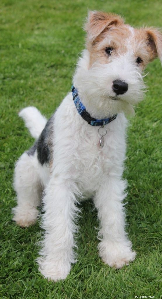 Wire Fox Terrier: Comprehensive Breed Guide