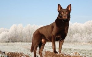 Kelpie Dog Breed: Working, Herding, and Australian Heritage