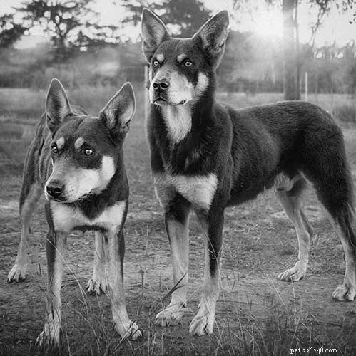 Kelpie Dog Breed: Working, Herding, and Australian Heritage