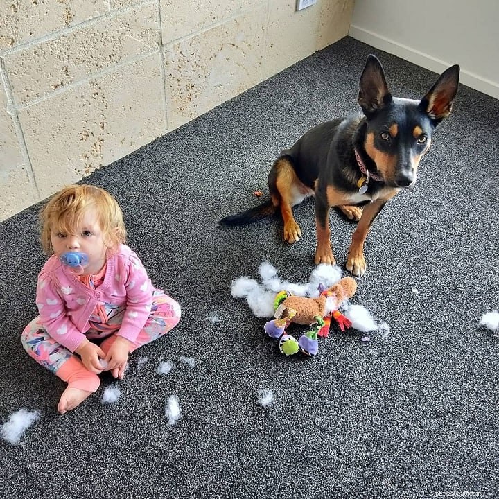 Kelpie Dog Breed: Working, Herding, and Australian Heritage