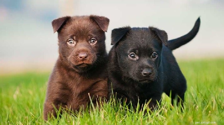 Kelpie Dog Breed: Working, Herding, and Australian Heritage